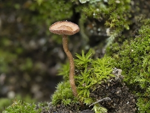  ( - HAY-F-002089)  @11 [ ] by-nc (2023) Stu Pickell Fungal Diversity Survey