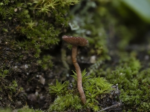  ( - HAY-F-002089)  @11 [ ] by-nc (2023) Stu Pickell Fungal Diversity Survey