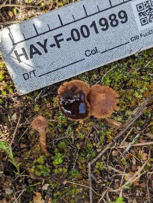  ( - HAY-F-001989)  @11 [ ] by-nc (2023) Stu Pickell Fungal Diversity Survey