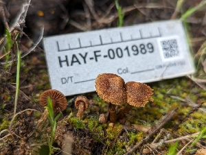  ( - HAY-F-001989)  @11 [ ] by-nc (2023) Stu Pickell Fungal Diversity Survey