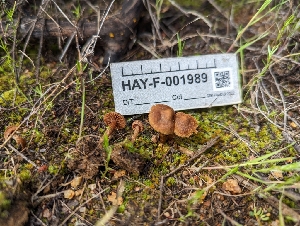  ( - HAY-F-001989)  @11 [ ] by-nc (2023) Stu Pickell Fungal Diversity Survey