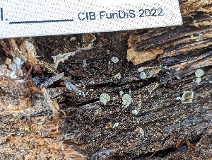  ( - HAY-F-002084)  @11 [ ] by-nc (2023) Stu Pickell Fungal Diversity Survey