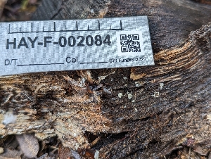 ( - HAY-F-002084)  @11 [ ] by-nc (2023) Stu Pickell Fungal Diversity Survey