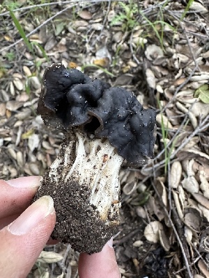  ( - HAY-F-001250)  @11 [ ] by-nc (2023) Aaron Tupac Fungal Diversity Survey