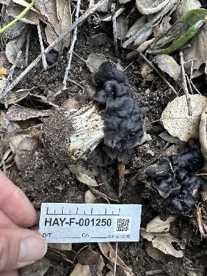  ( - HAY-F-001250)  @11 [ ] by-nc (2023) Aaron Tupac Fungal Diversity Survey