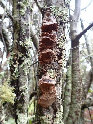  ( - HAY-F-001784)  @11 [ ] by-nc (2023) Sadie Hickey Fungal Diversity Survey