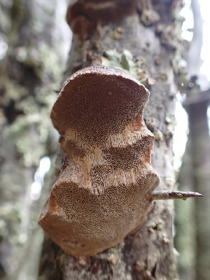 ( - HAY-F-001784)  @11 [ ] by-nc (2023) Sadie Hickey Fungal Diversity Survey