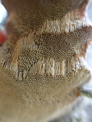  ( - HAY-F-001784)  @11 [ ] by-nc (2023) Sadie Hickey Fungal Diversity Survey