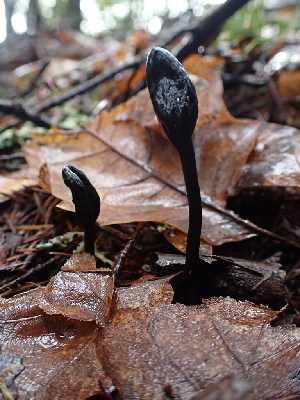  ( - HAY-F-001936)  @11 [ ] by-nc (2023) Sadie Hickey Fungal Diversity Survey