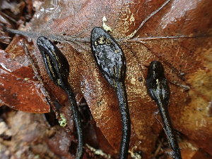  ( - HAY-F-001936)  @11 [ ] by-nc (2023) Sadie Hickey Fungal Diversity Survey