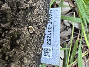  (Crepidotaceae - HAY-F-001252)  @11 [ ] by-nc (2023) Aaron Tupac Fungal Diversity Survey