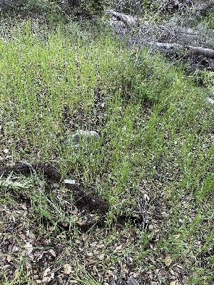  ( - HAY-F-001252)  @11 [ ] by-nc (2023) Aaron Tupac Fungal Diversity Survey