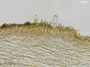  ( - HAY-F-002584)  @11 [ ] c (2023) Rudy Diaz Fungal Diversity Survey