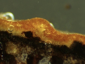  ( - HAY-F-002600)  @11 [ ] c (2023) Rudy Diaz Fungal Diversity Survey