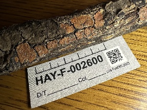  ( - HAY-F-002600)  @11 [ ] c (2023) Rudy Diaz Fungal Diversity Survey