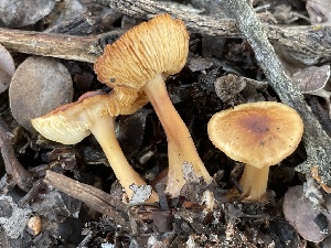  (Rhodocollybia - HAY-F-002771)  @11 [ ] by-nc (2023) Damon Tighe Fungal Diversity Survey