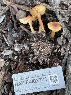  ( - HAY-F-002771)  @11 [ ] by-nc (2023) Damon Tighe Fungal Diversity Survey