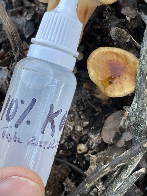  ( - HAY-F-002771)  @11 [ ] by-nc (2023) Damon Tighe Fungal Diversity Survey