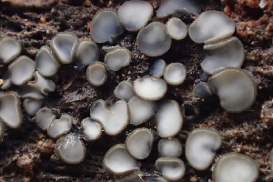  (Mollisia sp. CA01 - HAY-F-002774)  @11 [ ] by-nc (2023) Damon Tighe Fungal Diversity Survey