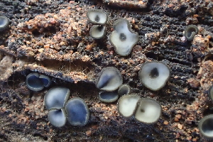  ( - HAY-F-002774)  @11 [ ] by-nc (2023) Damon Tighe Fungal Diversity Survey