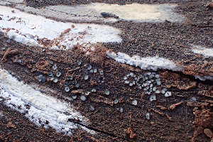  ( - HAY-F-002774)  @11 [ ] by-nc (2023) Damon Tighe Fungal Diversity Survey