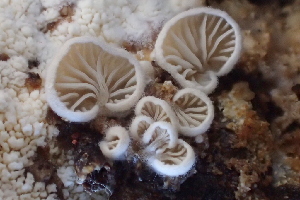  ( - HAY-F-002775)  @11 [ ] by-nc (2023) Damon Tighe Fungal Diversity Survey