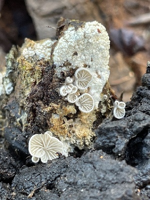  ( - HAY-F-002775)  @11 [ ] by-nc (2023) Damon Tighe Fungal Diversity Survey