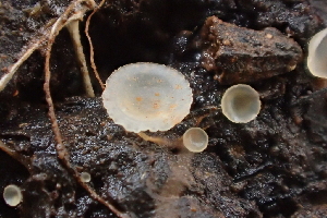  ( - HAY-F-002777)  @11 [ ] by-nc (2023) Damon Tighe Fungal Diversity Survey
