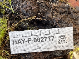  ( - HAY-F-002777)  @11 [ ] by-nc (2023) Damon Tighe Fungal Diversity Survey