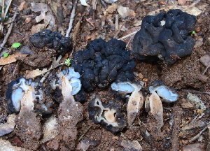  (Pseudoverpa - HAY-F-002780)  @11 [ ] by-nc (2023) Damon Tighe Fungal Diversity Survey