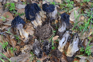  ( - HAY-F-002781)  @11 [ ] by-nc (2023) Damon Tighe Fungal Diversity Survey
