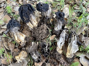  ( - HAY-F-002781)  @11 [ ] by-nc (2023) Damon Tighe Fungal Diversity Survey