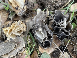  ( - HAY-F-002781)  @11 [ ] by-nc (2023) Damon Tighe Fungal Diversity Survey