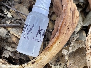  (Clavariadelphaceae - HAY-F-002782)  @11 [ ] by-nc (2023) Damon Tighe Fungal Diversity Survey