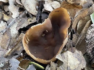  (Peziza sp. arvernensis-CA01 - HAY-F-002784)  @11 [ ] by-nc (2023) Damon Tighe Fungal Diversity Survey