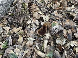  ( - HAY-F-002784)  @11 [ ] by-nc (2023) Damon Tighe Fungal Diversity Survey
