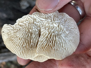  ( - HAY-F-002785)  @11 [ ] by-nc (2023) Damon Tighe Fungal Diversity Survey