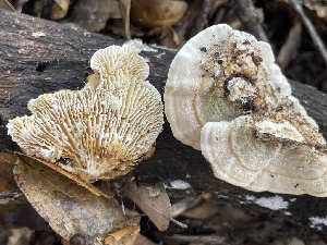  ( - HAY-F-002785)  @11 [ ] by-nc (2023) Damon Tighe Fungal Diversity Survey