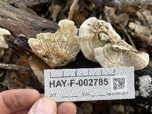  ( - HAY-F-002785)  @11 [ ] by-nc (2023) Damon Tighe Fungal Diversity Survey
