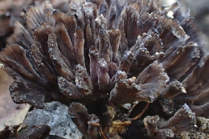  ( - HAY-F-002786)  @11 [ ] by-nc (2023) Damon Tighe Fungal Diversity Survey