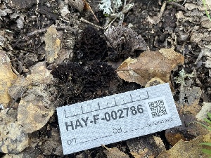  ( - HAY-F-002786)  @11 [ ] by-nc (2023) Damon Tighe Fungal Diversity Survey