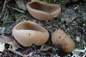  (Peziza sp. arvernensis-PNW05 - HAY-F-002787)  @11 [ ] by-nc (2023) Damon Tighe Fungal Diversity Survey