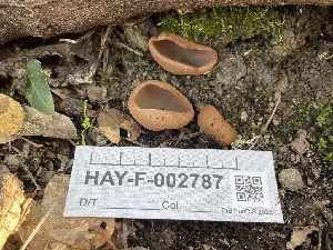  ( - HAY-F-002787)  @11 [ ] by-nc (2023) Damon Tighe Fungal Diversity Survey