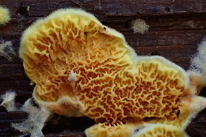  ( - HAY-F-002790)  @11 [ ] by-nc (2023) Damon Tighe Fungal Diversity Survey