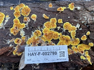  ( - HAY-F-002790)  @11 [ ] by-nc (2023) Damon Tighe Fungal Diversity Survey