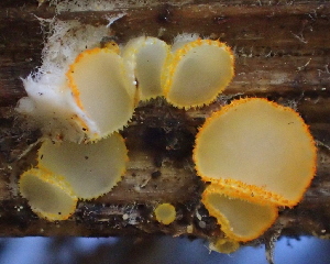  ( - HAY-F-002791)  @11 [ ] by-nc (2023) Damon Tighe Fungal Diversity Survey