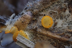  ( - HAY-F-002791)  @11 [ ] by-nc (2023) Damon Tighe Fungal Diversity Survey