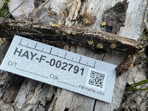  ( - HAY-F-002791)  @11 [ ] by-nc (2023) Damon Tighe Fungal Diversity Survey