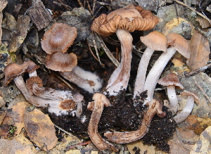  (Cortinarius sp. Telamonia-CA01 - HAY-F-002788)  @11 [ ] by-nc (2023) Damon Tighe Fungal Diversity Survey