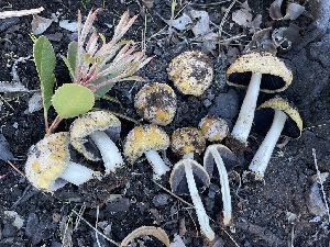  ( - HAY-F-002770)  @11 [ ] by-nc (2023) Damon Tighe Fungal Diversity Survey